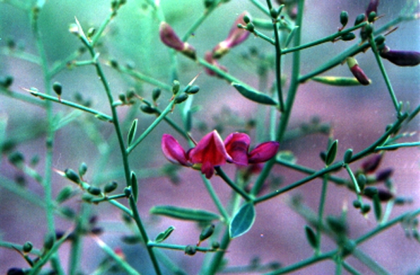 گل های کوه عینالی